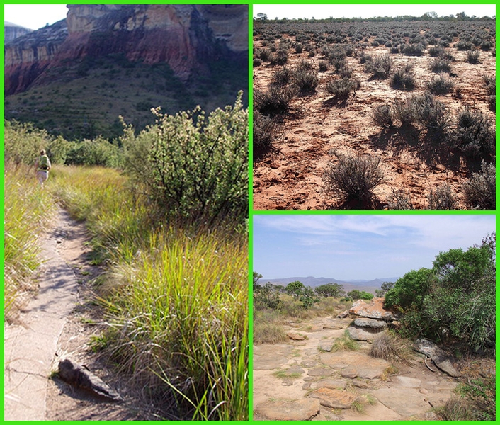 Shrubland biome